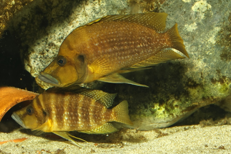 Altolamprologus compressiceps 'Talama'